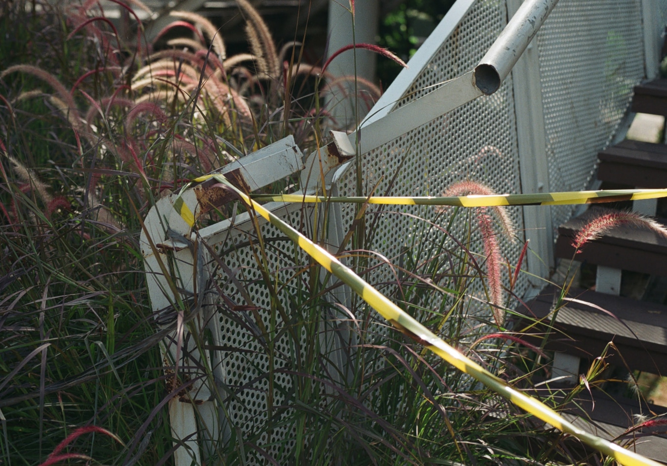 Wild Grasses Against Weathered Metal