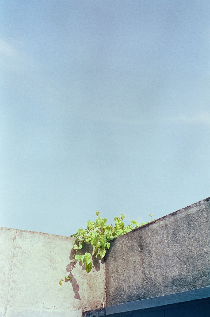 Climbing Greens Over Concrete Sky