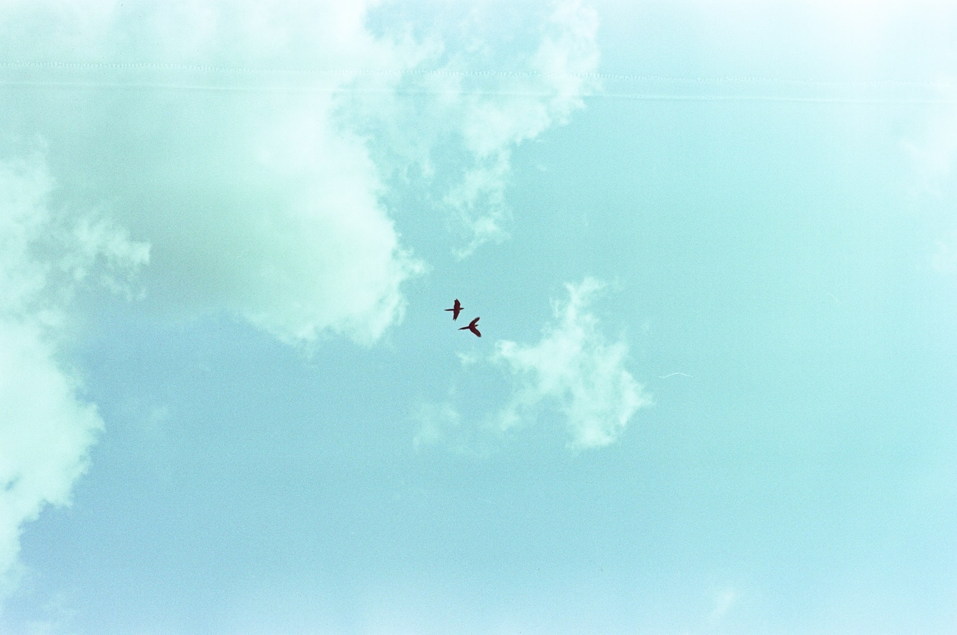 Two Birds in a Clear Jakarta Sky